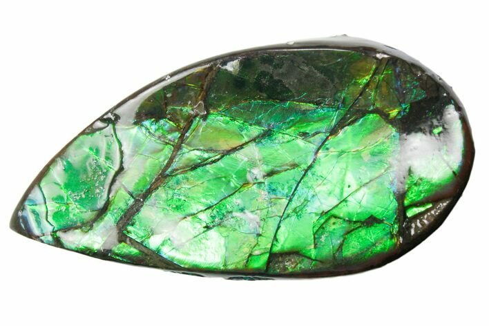 Iridescent Ammolite (Fossil Ammonite Shell) - Alberta #357520